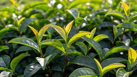 中国の茶計量機メーカーがグリーンマニュファクチャリングの波に乗り、海外展開を拡大